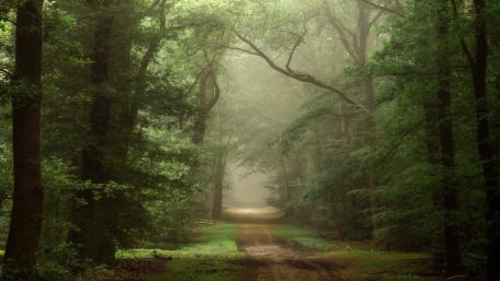 Mysterious Foggy Forest Pathway wallpaper