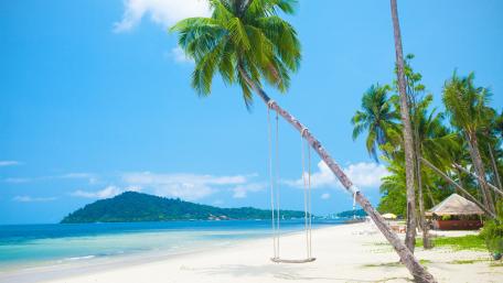 Summer Paradise Escape with Palm Trees and Shoreline View wallpaper