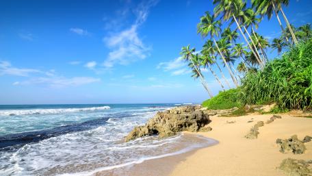 Tropical Paradise by the Shore wallpaper