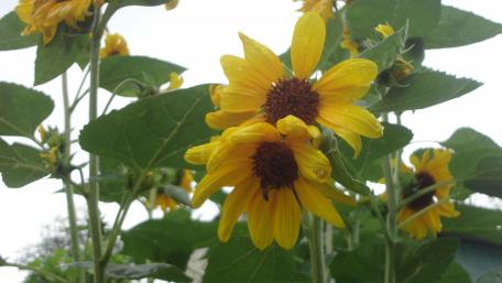 Sunflower wallpaper