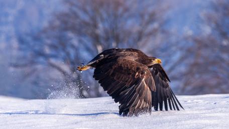 Majestic Golden Eagle in Winter Wonderland wallpaper