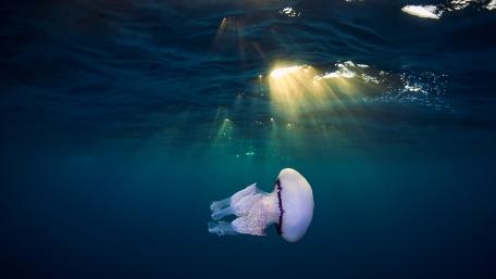 Graceful Jellyfish Gliding in Sunlit Waters wallpaper