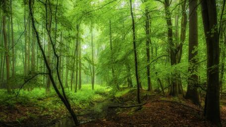 Lush Spring Forest Awakening Nature's Beauty wallpaper