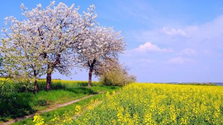 Blossoming Trees in a Vibrant Field of Yellow Flowers wallpaper