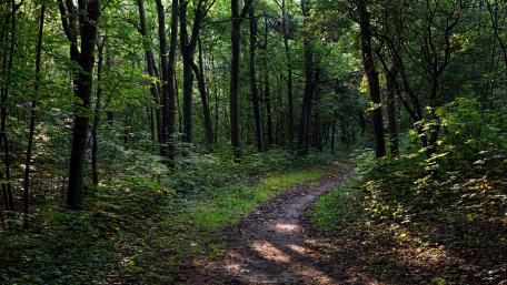 Serene Forest Pathway in Nature's Embrace wallpaper