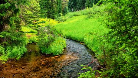 Serene Brook Surrounded by Lush Greenery in 4K Quality wallpaper