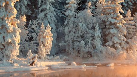 Winter Wonderland Amidst Snow-Covered Pines wallpaper