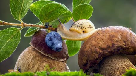 Snail Adventure Among Fungi and Fruits wallpaper