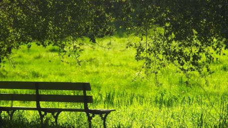 Serene Green Bench in Nature's Embrace wallpaper