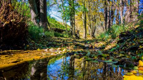 Serene Woodland Reflections in Autumn Light wallpaper