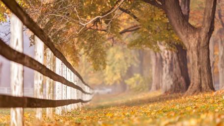 Golden Autumn Serenity with Rustic Fence wallpaper