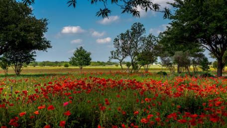 Vibrant Poppy Field in Summer Sunshine wallpaper