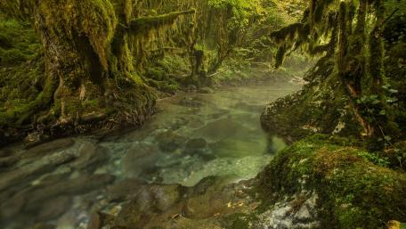 Lush River Oasis in a Tropical Forest wallpaper