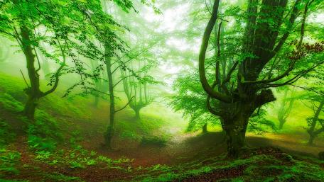 Enchanted Spring Forest Scene wallpaper