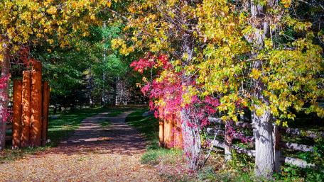 Autumn Splendor in the Botanical Garden wallpaper