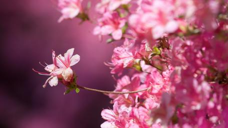 Delicate Pink Blossoms in Spring Light wallpaper