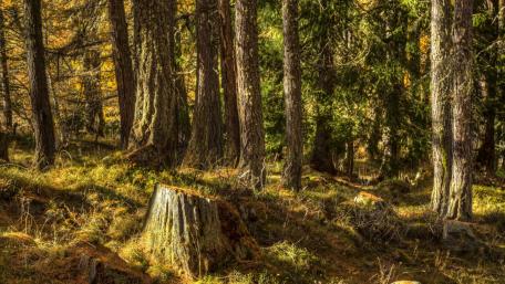 Serene Forest Tranquility wallpaper