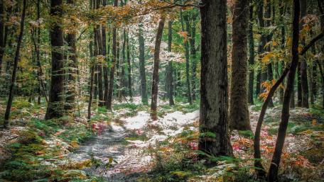Tranquil Autumn Forest Pathway Awaits You wallpaper
