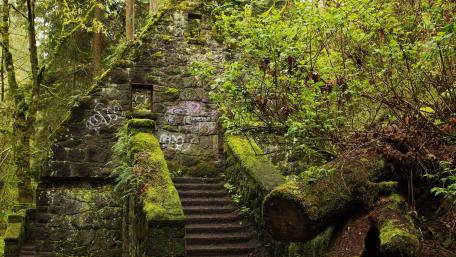 Abandoned Stairs in Lush Nature Scene wallpaper