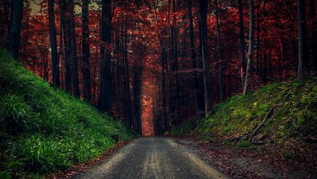 Enchanted Autumn Forest Road View wallpaper