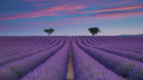 Heart tree (Valensole) wallpaper
