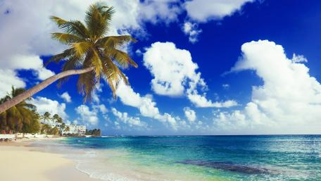 Tropical Serenity by the Shore wallpaper