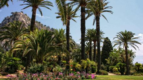 Lush Palms in a Serene Garden Scene wallpaper