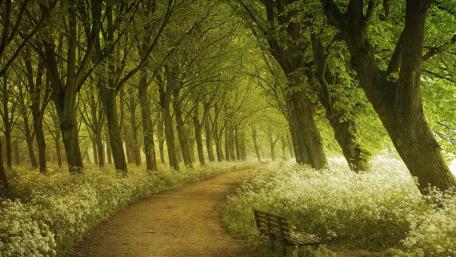 Serene Spring Pathway Surrounded by Blossoms wallpaper