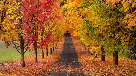 Autumn's Colorful Pathway wallpaper