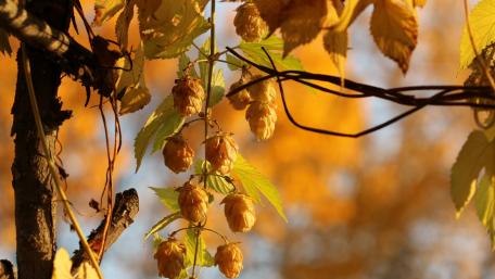 Golden Hues of Autumn Nature's Beauty in Transition wallpaper