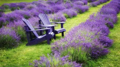 Serene Lavender Bench Retreat wallpaper