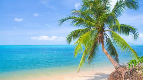 Tropical Bliss by the Sea wallpaper