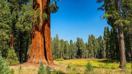 Sequoia National Park wallpaper