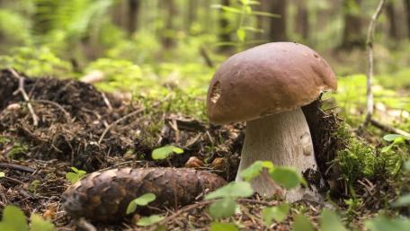 Mushroom Serenity in Nature's Embrace wallpaper