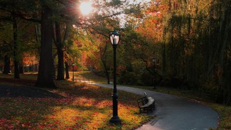 Autumn Serenity in the Park wallpaper