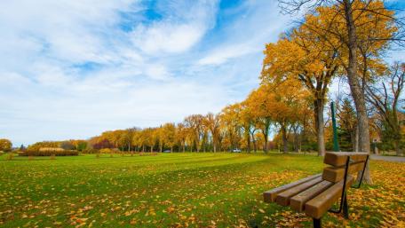 Golden Autumn Serenity by the Bench wallpaper