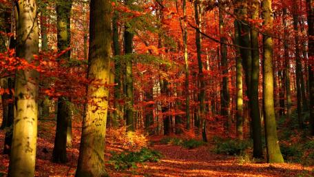 Vibrant Autumn Trails in a Red Forest Space wallpaper