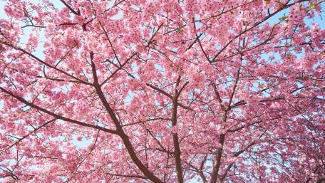 Blossoming Beauty of Springtime Trees wallpaper