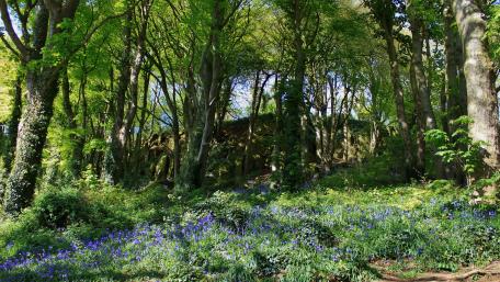 Scrabo Country Park wallpaper