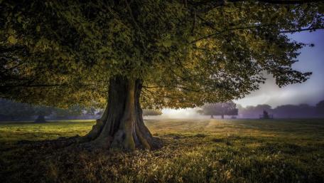 Majestic Tree Beneath Golden Skies wallpaper