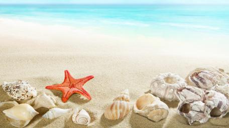 Summer Beach Serenity with Starfish and Shells wallpaper