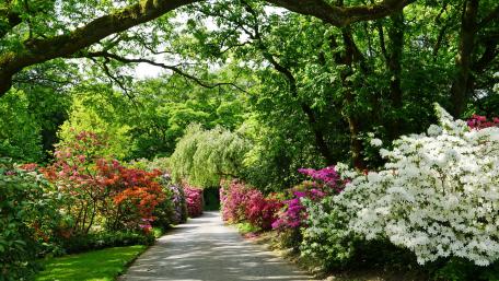 Vibrant Blossom Pathway in Nature's Embrace wallpaper