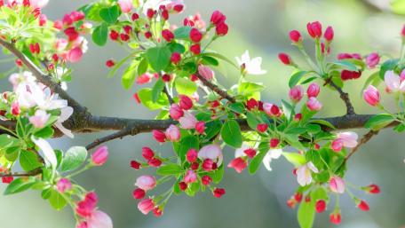 Blooming Twig in Spring Harmony wallpaper