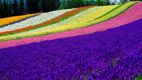 Vibrant Lavender Fields in Bloom wallpaper