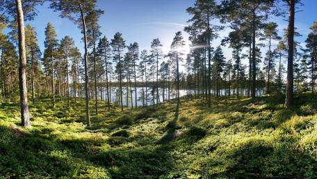 Lake in Sweden wallpaper