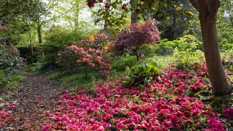 Tranquil Garden Pathway in Blooming Colors wallpaper