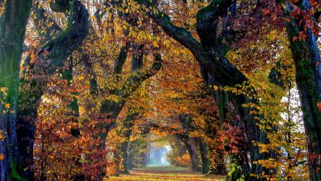 Autumn's Enchanted Tree Alley wallpaper