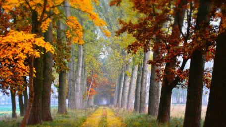 Autumn Serenity in a Tree-Lined Pathway wallpaper