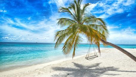 Tropical Serenity Under Palm Shadows wallpaper
