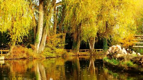 Golden Serenity in Autumn Reflections wallpaper